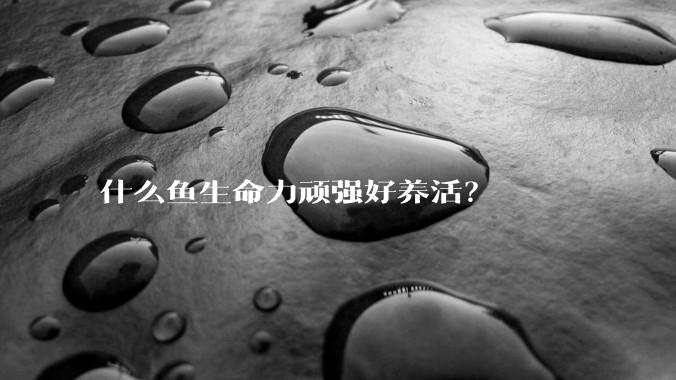 什么鱼生命力顽强好养活？